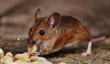 24 Hour & Emergency Exterminators in Buckley Air Force Base, CO